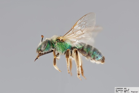 [Agapostemon angelicus female (lateral/side view) thumbnail]